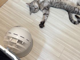 サーキュレーターの前で寝る猫