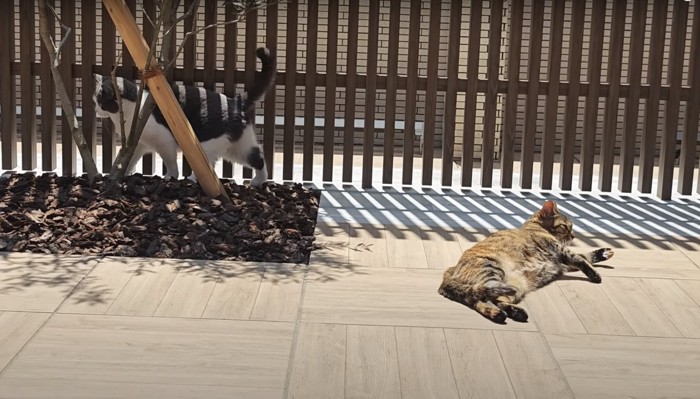 テラスにいる猫2匹