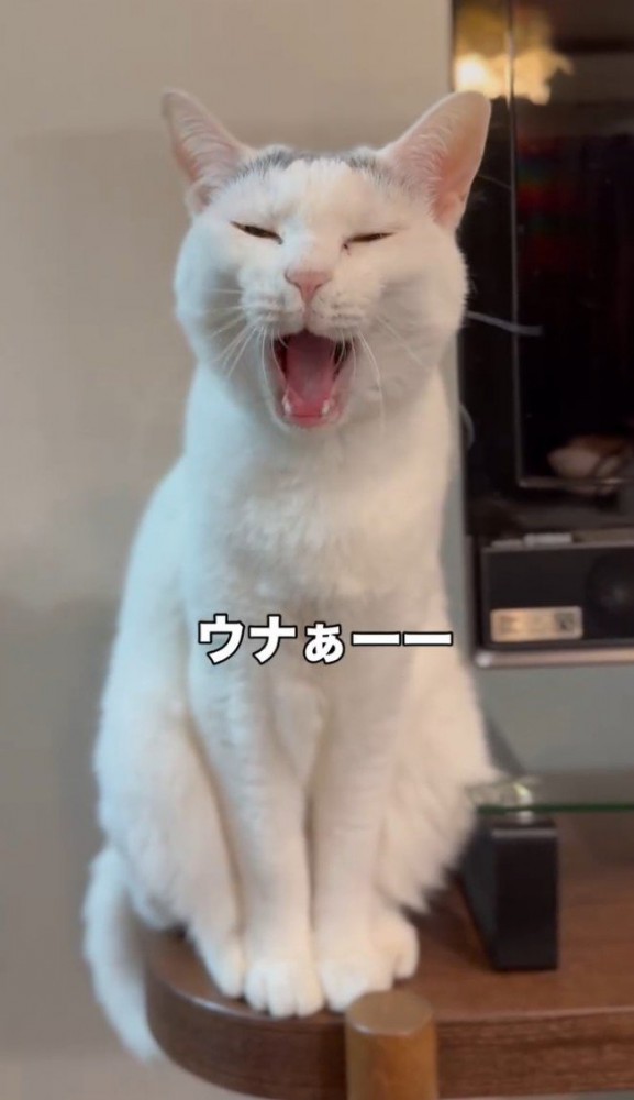 「ウナぁーー」と書かれた写真