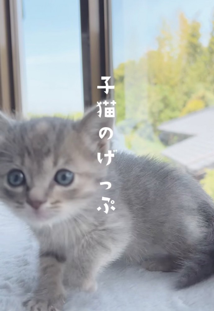 近づいてくる子猫