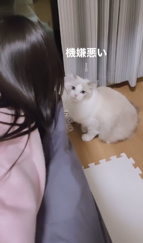 ソファの上にいる子供を見上げる猫「機嫌悪い」
