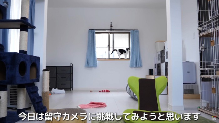 部屋の中で過ごす猫