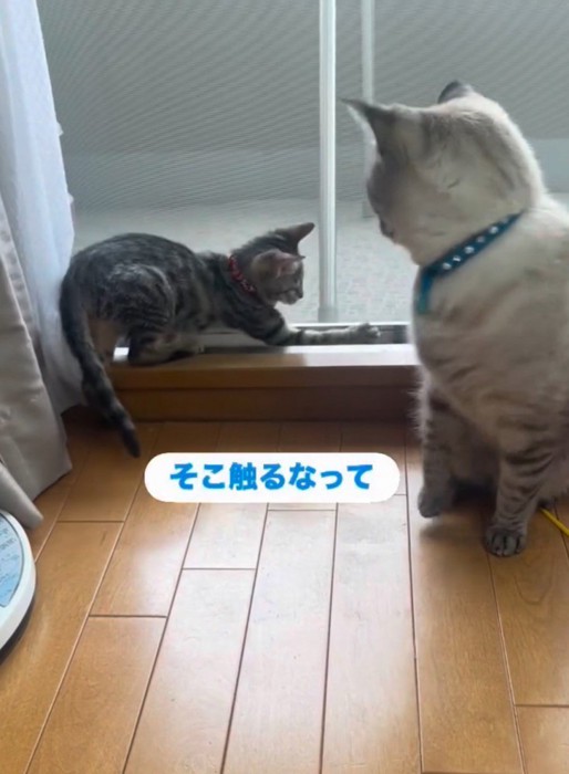 窓際で先住猫のしっぽを触る子猫