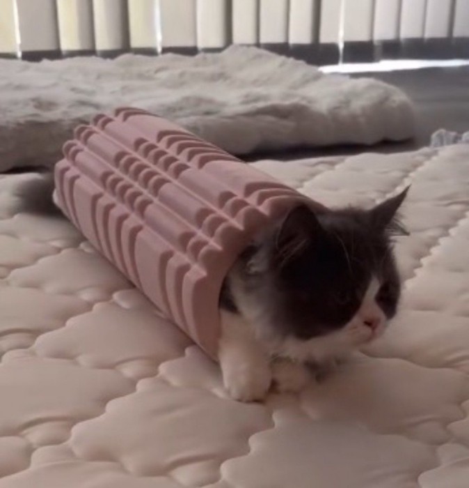 フォームローラーの中でくつろいでいる猫