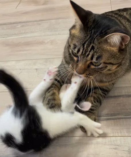 伏し目がちに子猫を捕まえるキジトラ猫