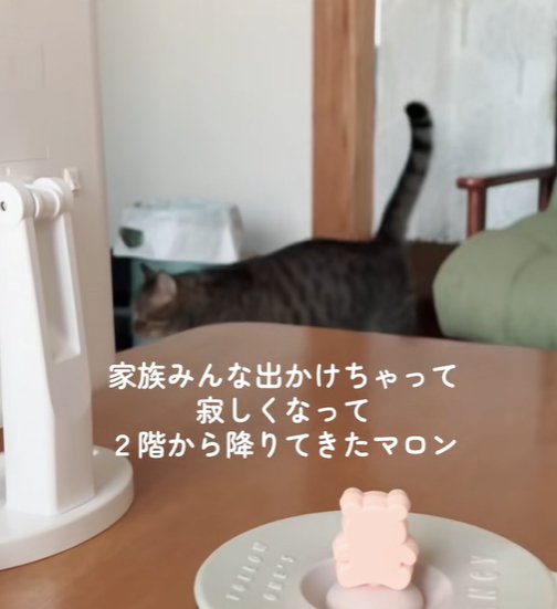 向かって左を向きながらリビングを歩く猫