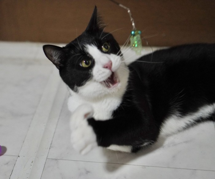 おもちゃで遊ぶハチワレ猫