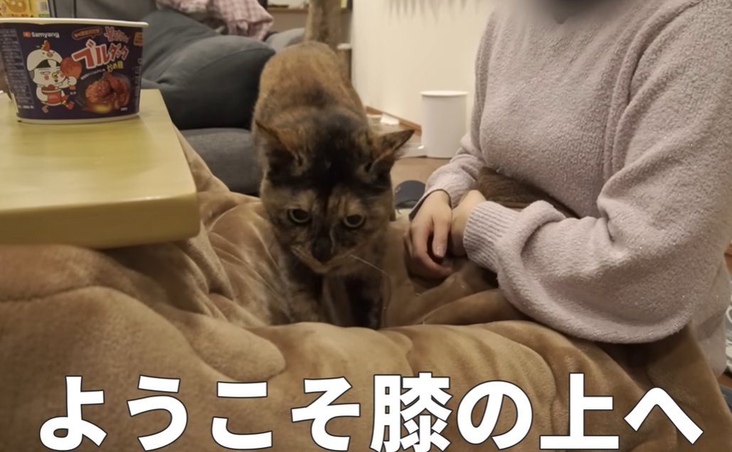膝に乗ろうとする猫