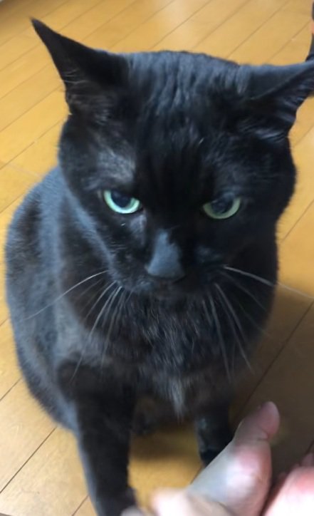 おかわりをする黒猫