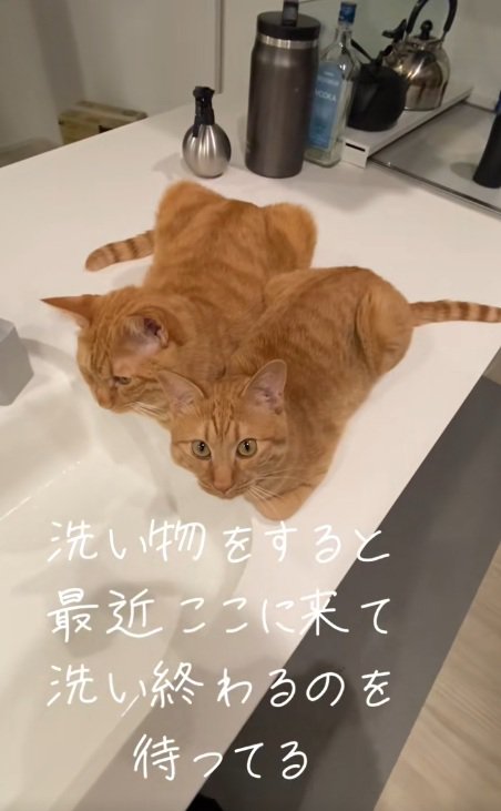 洗い場のそばに香箱座りしている2匹の猫