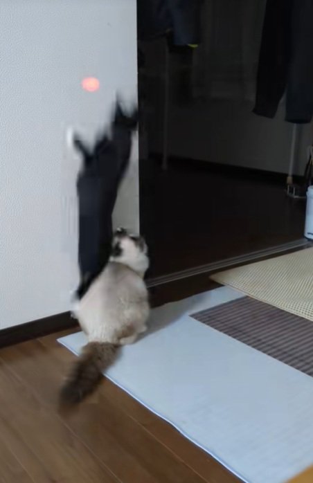 ジャンプする銀兵衛くん