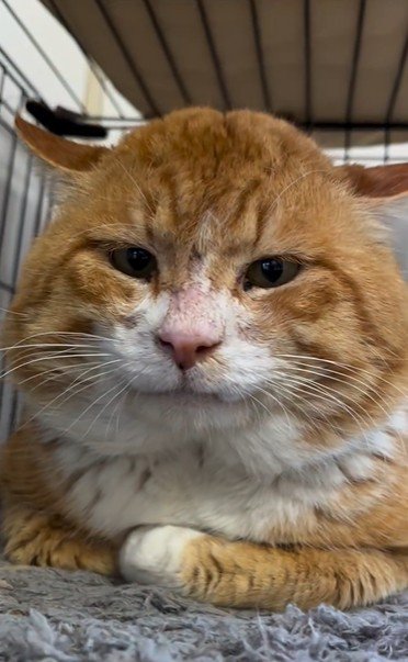 香箱座りをしている猫