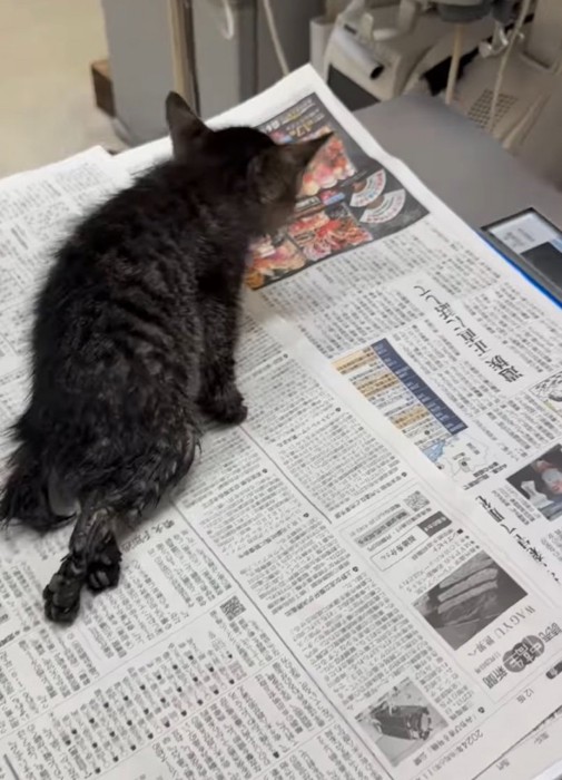 下半身を引き摺りながら歩く子猫