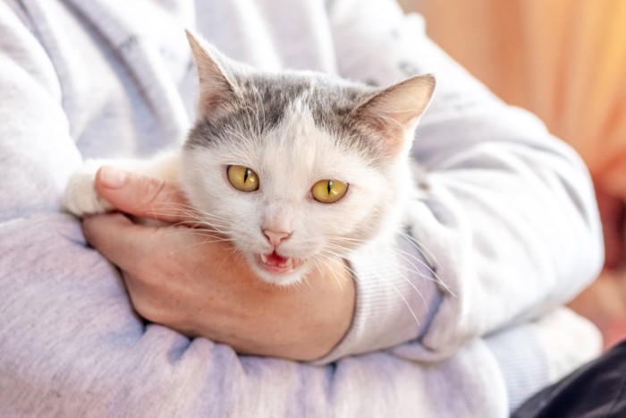 抱っこされながら鳴く猫
