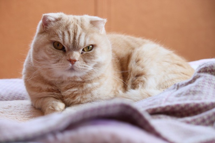 折れ耳のスコティッシュフォールド