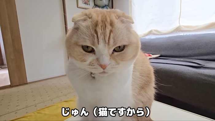 猫ですから