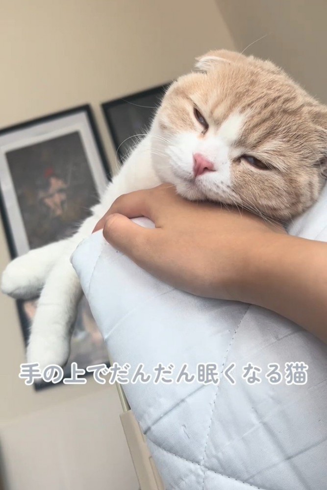 人の手の上で寝る猫