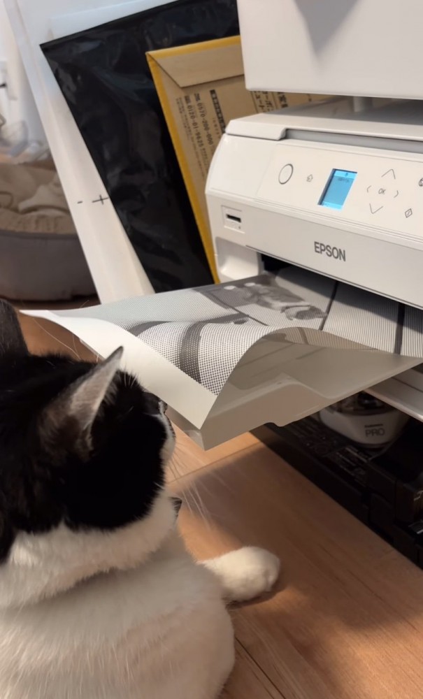 プリンター前に座る猫6