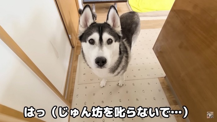 駆けつける先輩犬