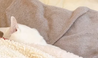 顔を布団にうずめる猫2