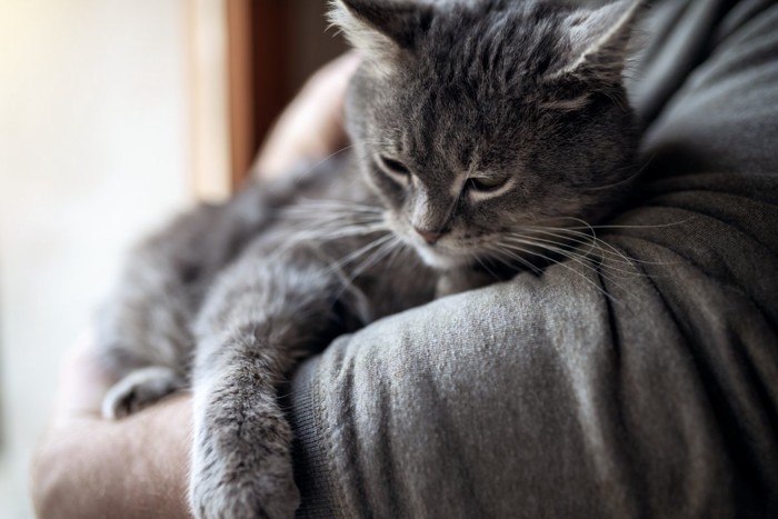 抱っこされている猫