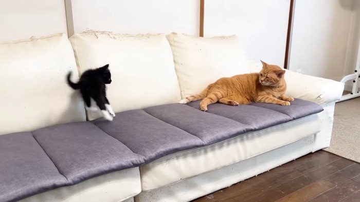 飛び跳ねた姿