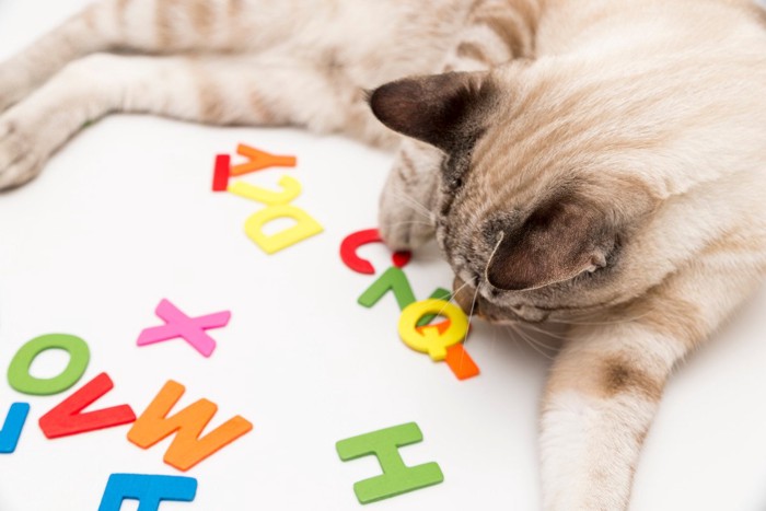 アルファベットと猫