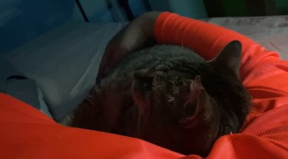 腕の中に収まる猫3