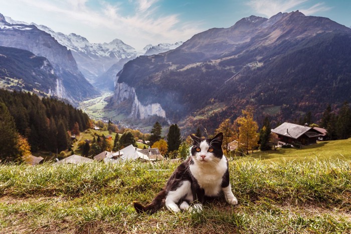 スイスアルプスの村にたたずむ白黒猫