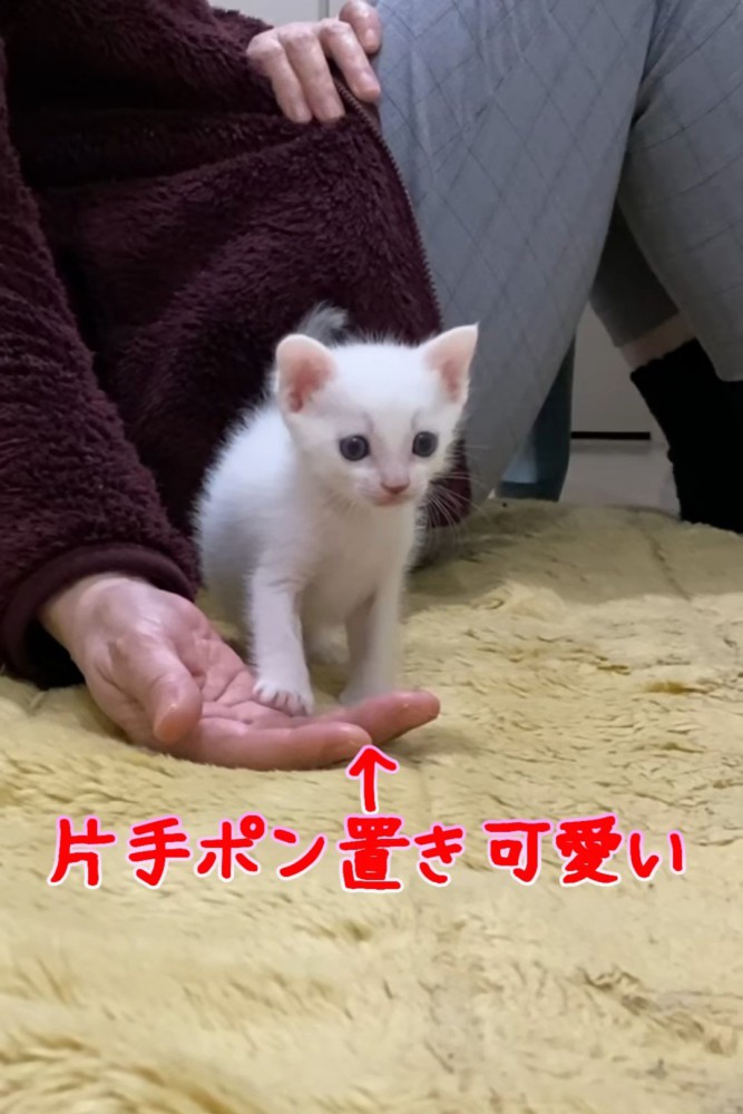 人の手の平に前足を乗せる子猫