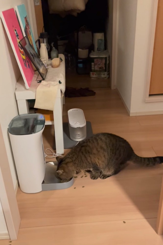 ごはんを食べる猫