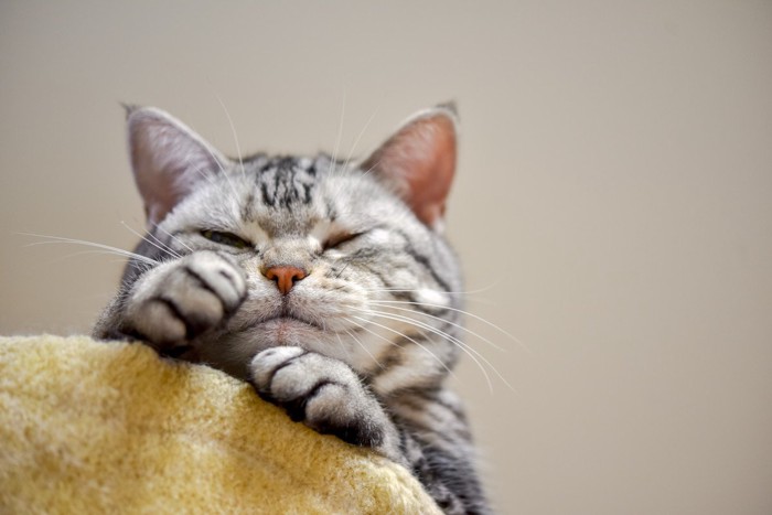 寝起きでぼーっとする猫