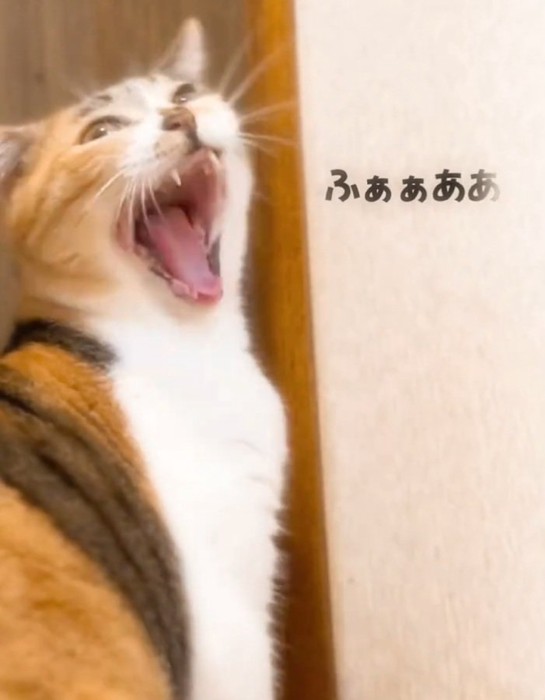 あくびするねねちゃん