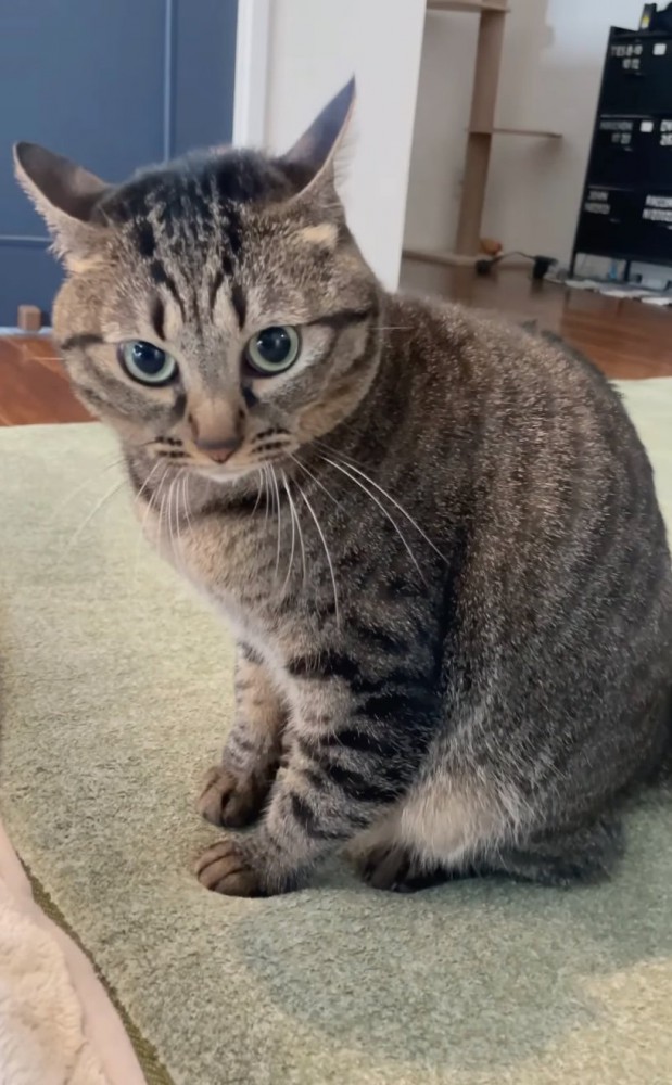 カメラ目線で見つめる猫