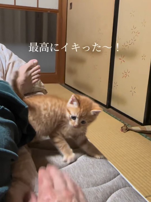 やんのかポーズをする子猫