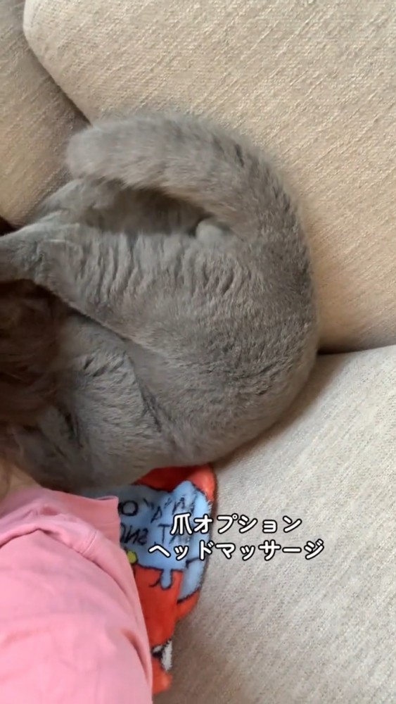 飼い主さんの頭をマッサージする猫さん