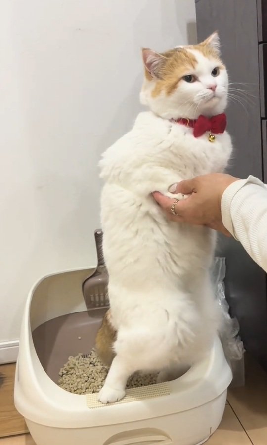 踏ん張るリリィちゃん