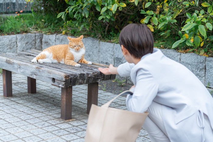 外猫と遊ぶ女性