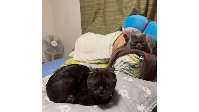 室内にいる猫たち