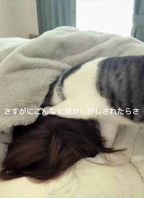 寝ている飼い主と飼い主の頭をがしがしして起こそうとする猫