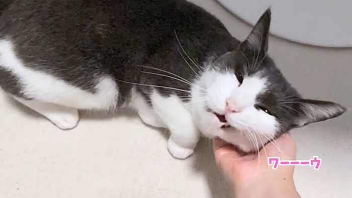 テロップ「ワーーーウ」