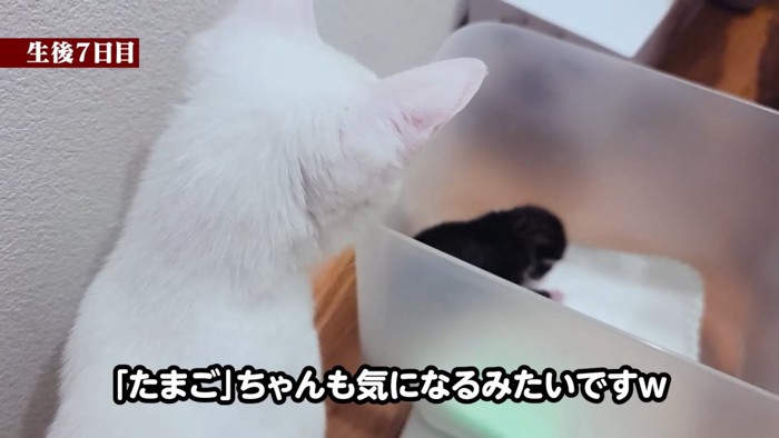 子猫を見る白猫