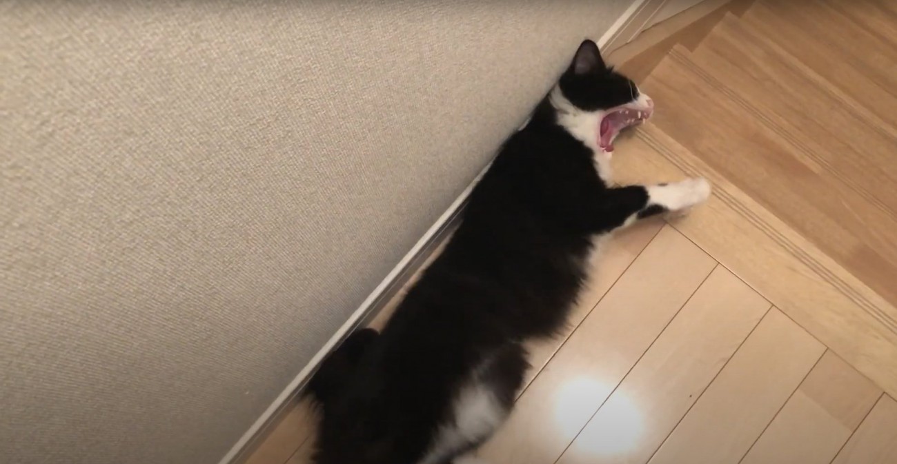 寝転がってあくびをする猫