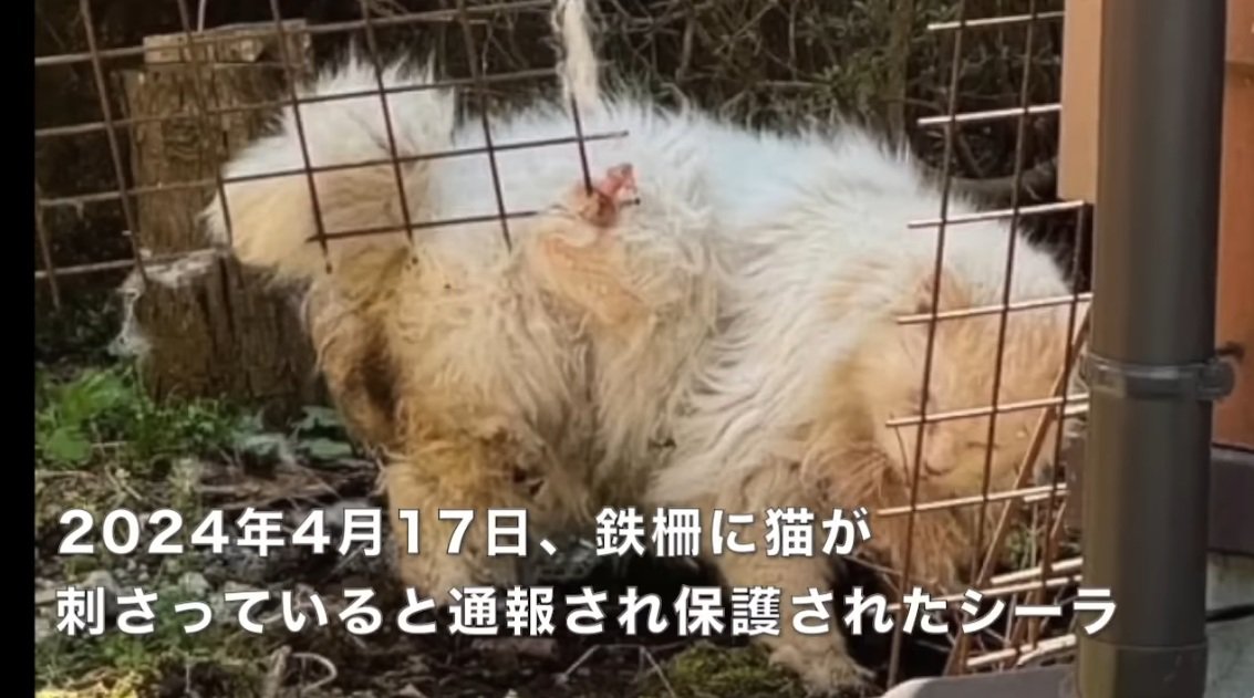 柵に刺さっている長毛種の猫