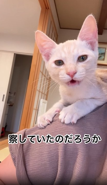 鳴く子猫