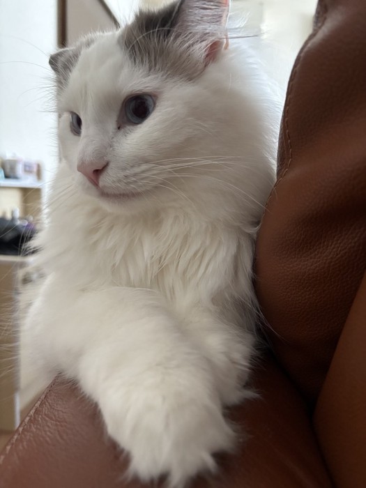 手をそろえて横向きな猫