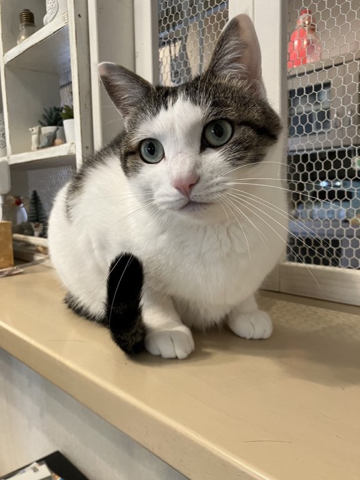 くつろぐリボンちゃん