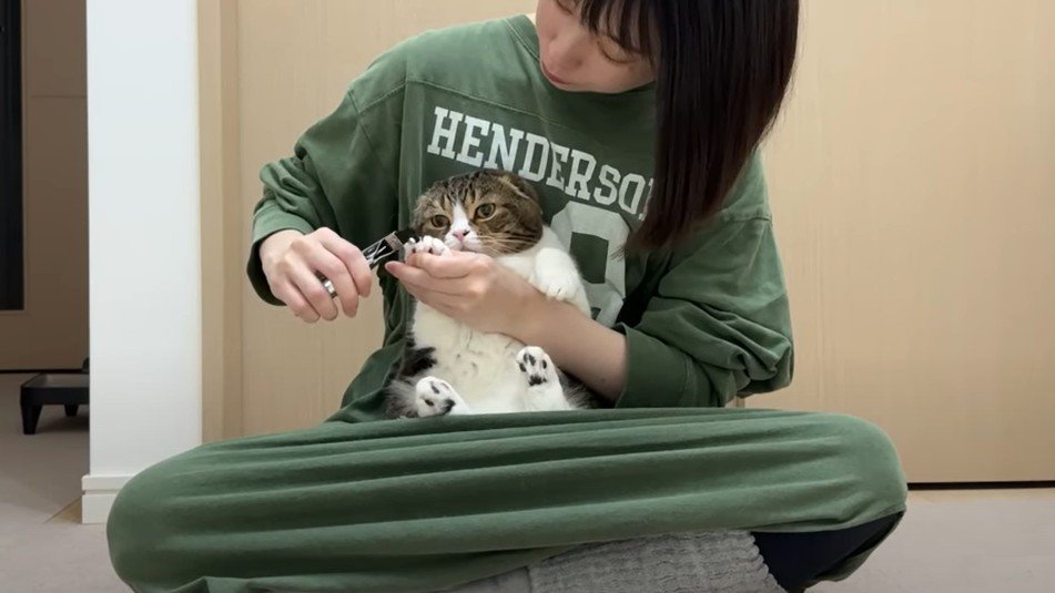 猫の爪を切っている