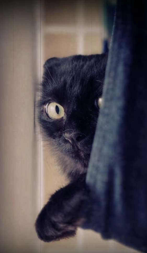 こちらを覗くアルバくん