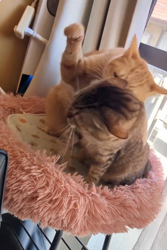 猫パンチしようとする茶トラ猫